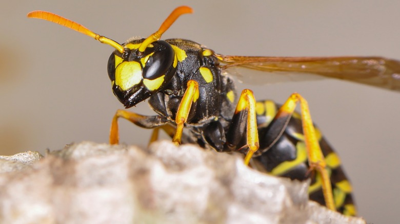 A wasp resting on a surface