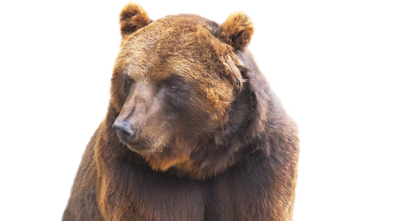 Медведь гризли выглядит мило