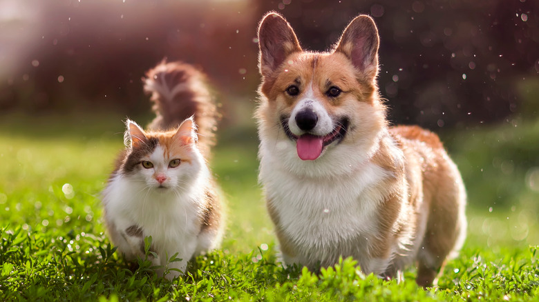 Dog and cat in grass