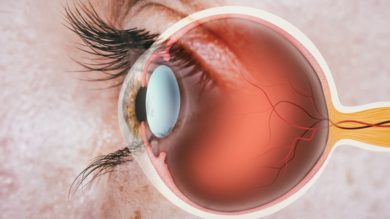 Structure of human eye