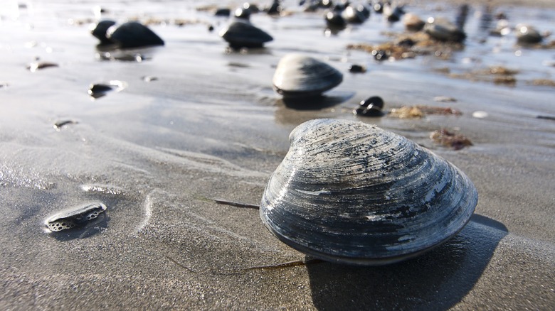 gray clam shells on sand