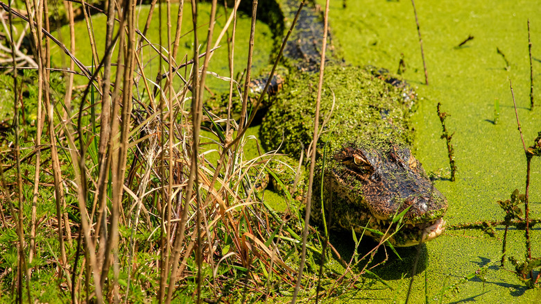 an alligator in swamp