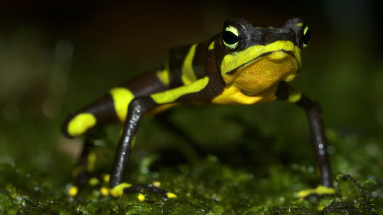 Harlequin frog 