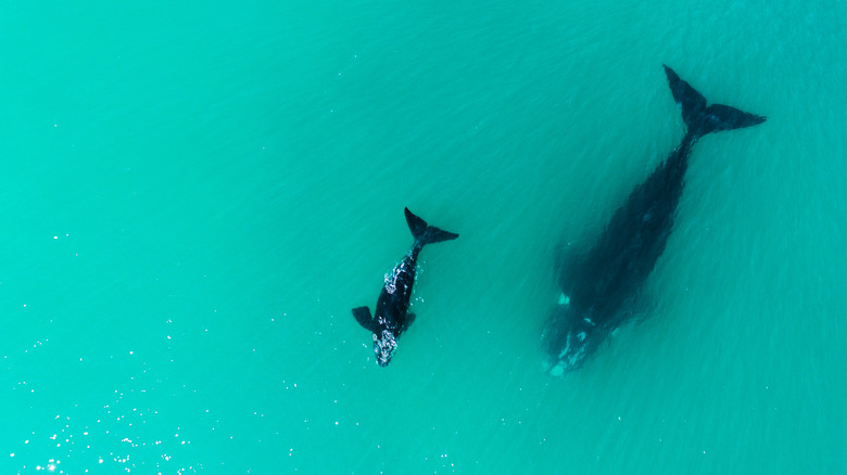 mother and baby whale swimming