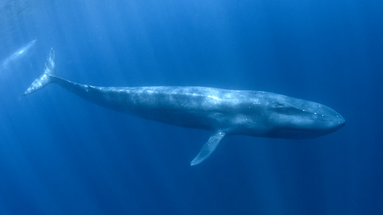 blue whale swimming