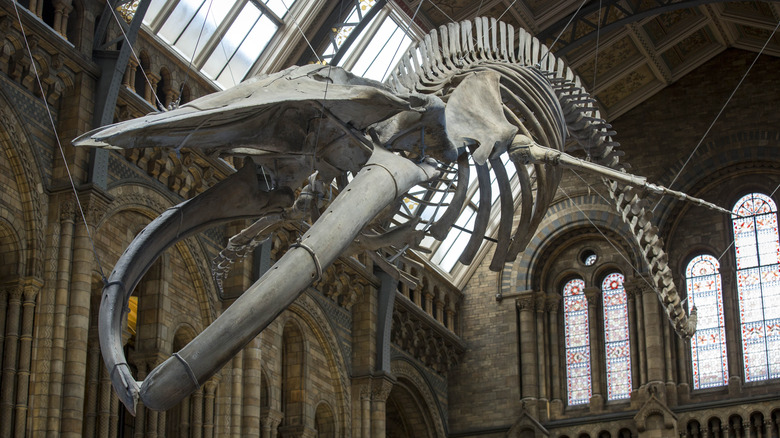 Музей скелетов синего кита
