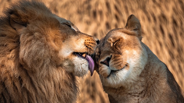 One lion licking another