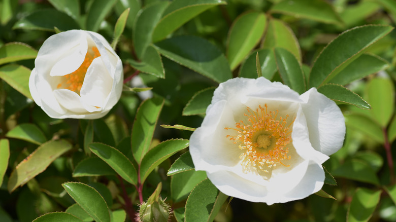 Cherokee Rose