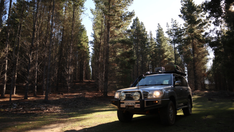 Belanglo State Forest