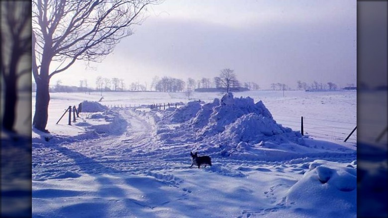 A corgi on a lawn during The Big Freeze of 1963