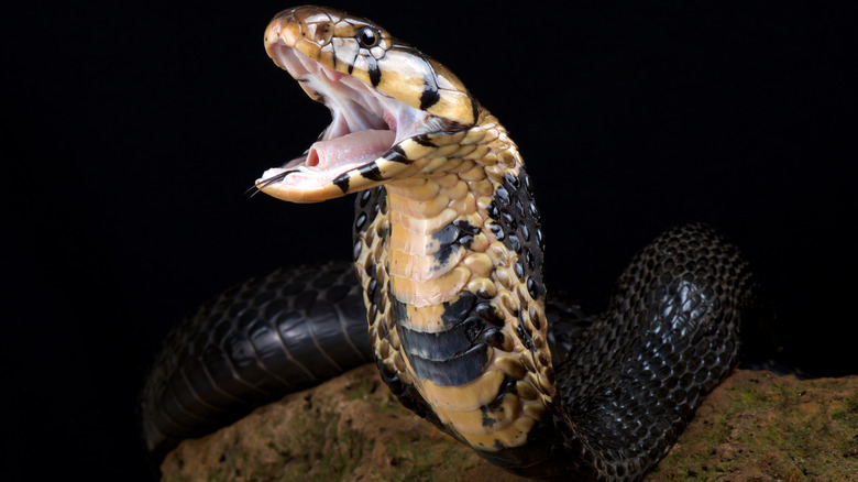 A cobra snake with fangs out 