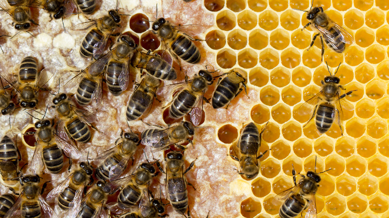 Busy busy bees
