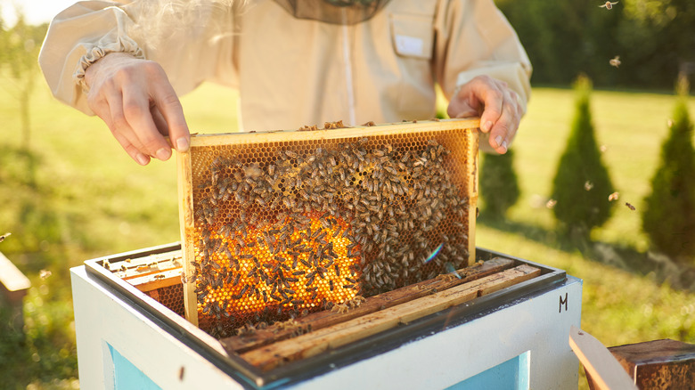 Beekeeper pulling honeycomb from a hive