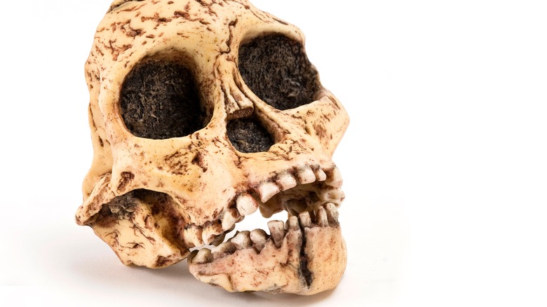 Hominid skull