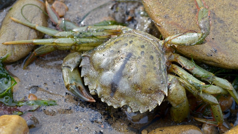 Live crab on a rock