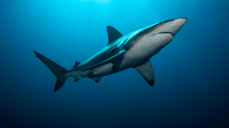 black tip shark in ocean