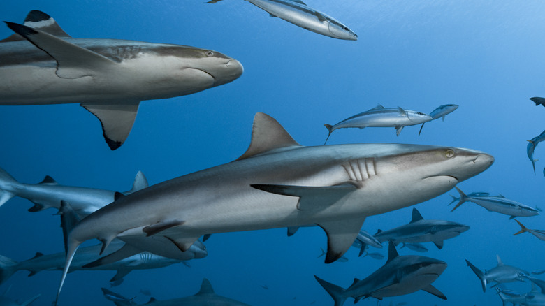 sharks swimming among fish