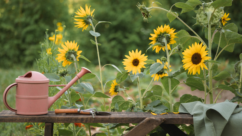 Sunflowers and a watering can