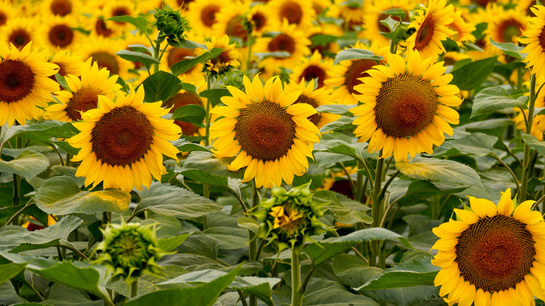 A field of sunflowers