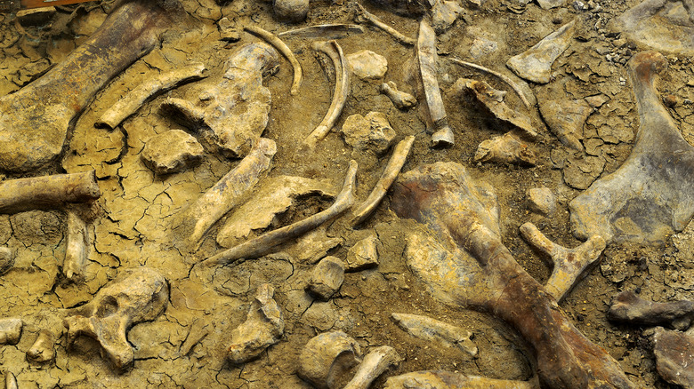 bones prehistoric animals