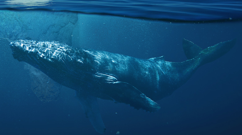 Largest animal: the blue whale
