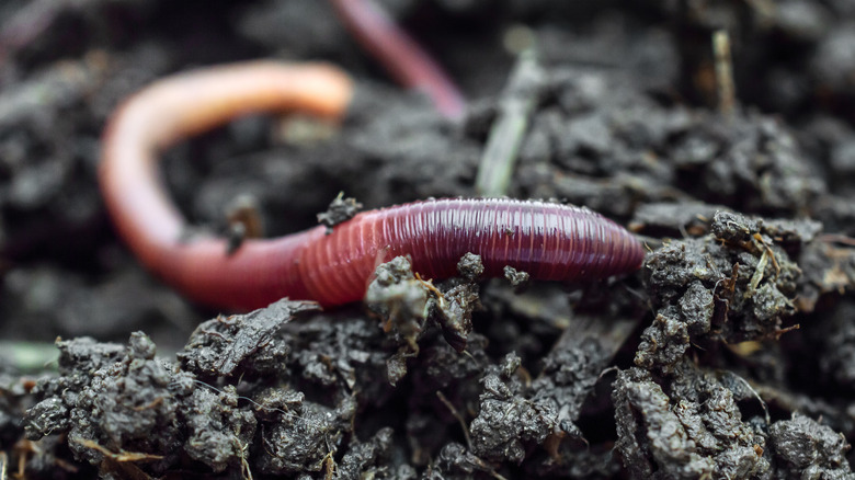 earthworms on compost