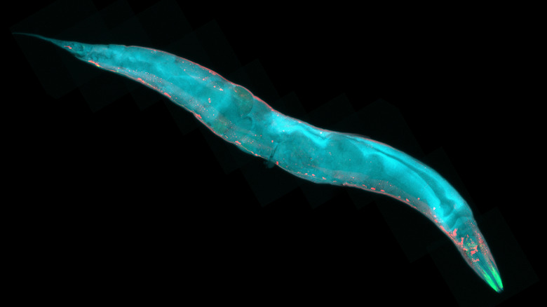 Single caenorhabditis elegans