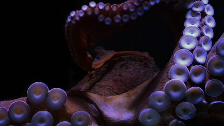 tentacles of a giant pacific octopus