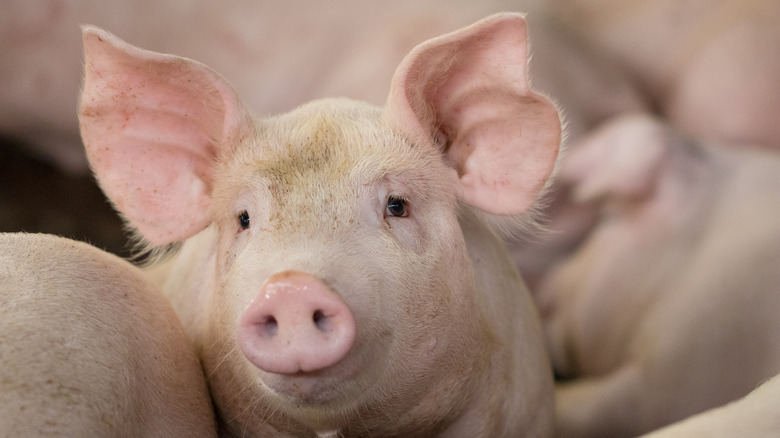adorable very much alive pigs