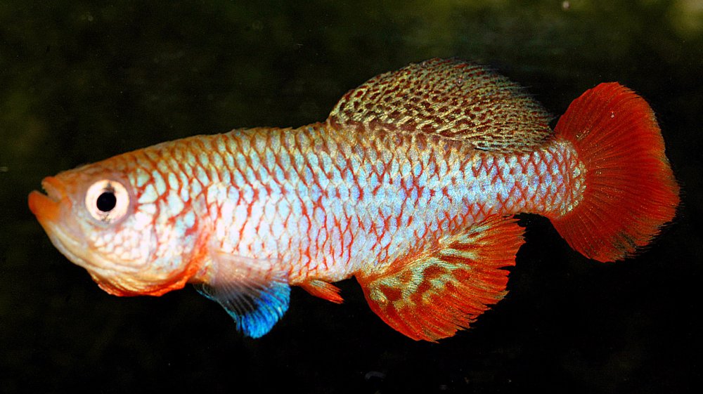 Killifish