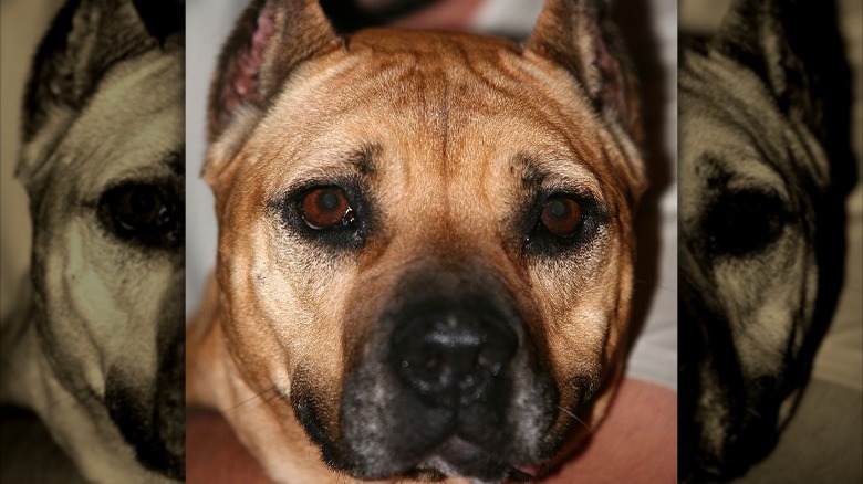 one of Michael vick's dogs
