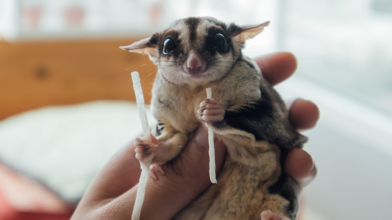 Sugar glider eating a snack