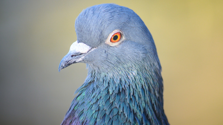 Pigeon close-up