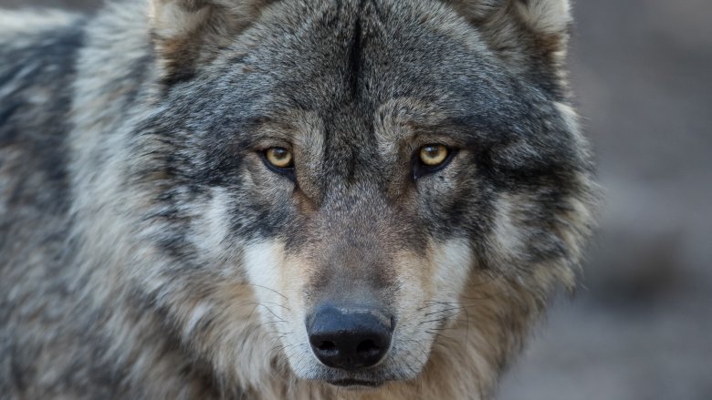 wolf noble face