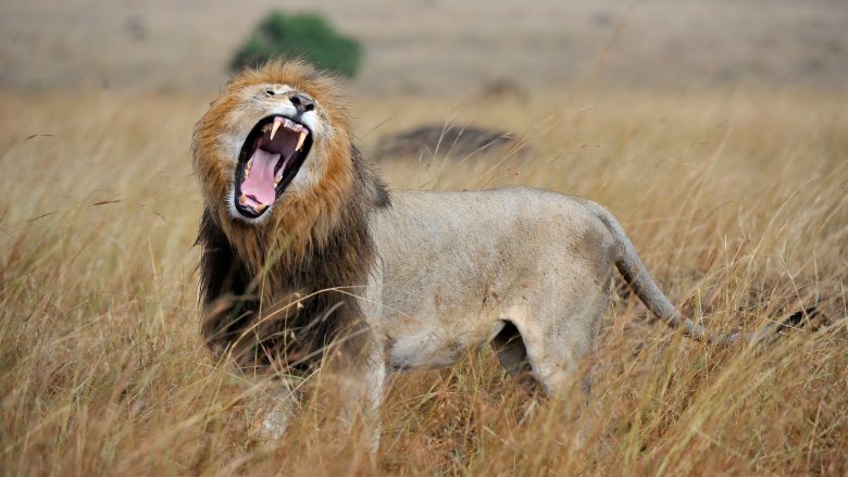 lion roaring