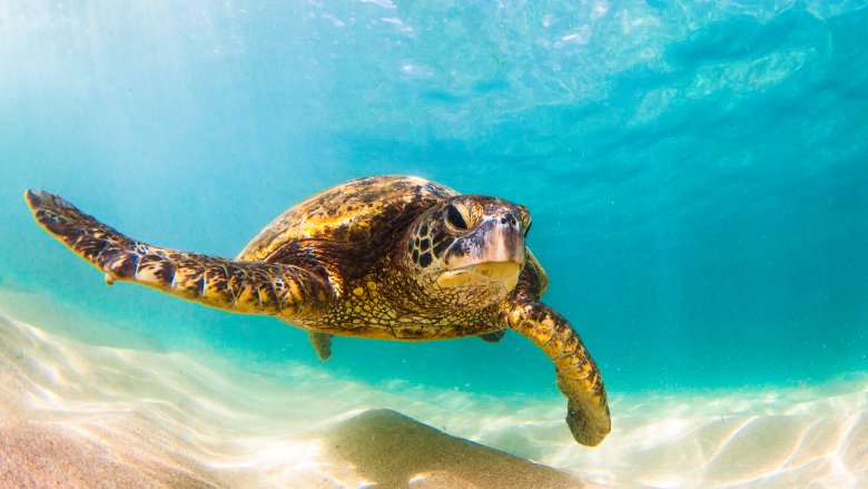 turtle swim cgi