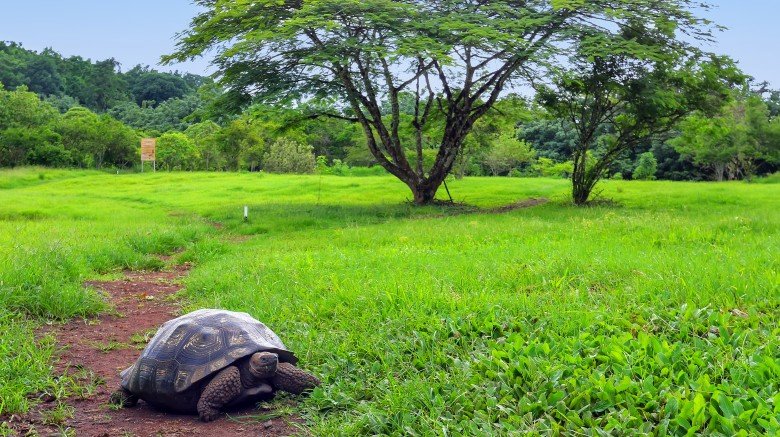 galapagos island turtle