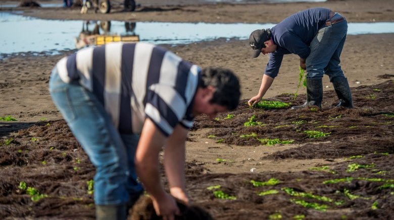 seaweed farm
