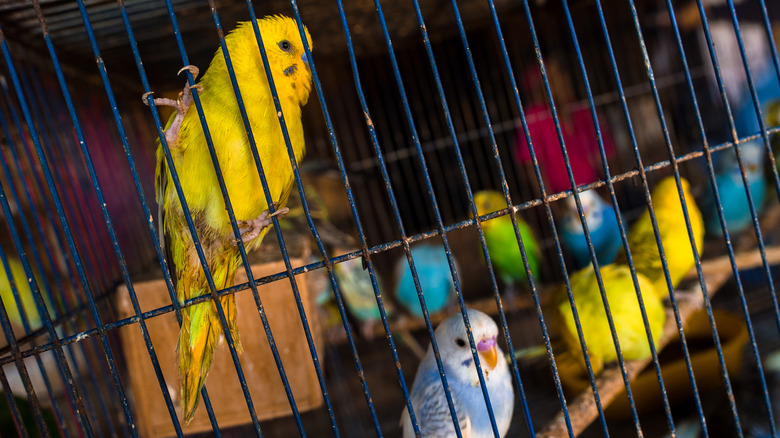 parakeets in cage