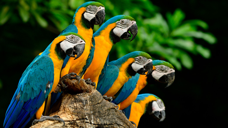blue gold macaws perched