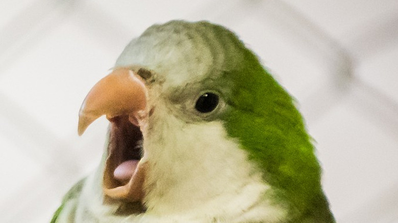 monk parakeet with open beak