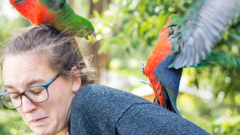 parrots fighting on woman's back