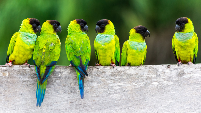 flock of nanday parakeets