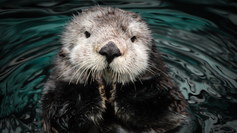 Sea otter