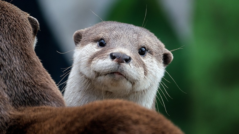 An otter