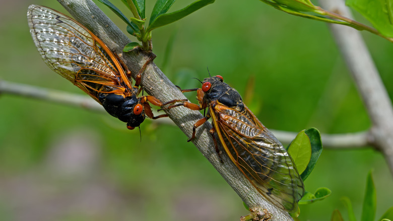 Two cicadas on branch