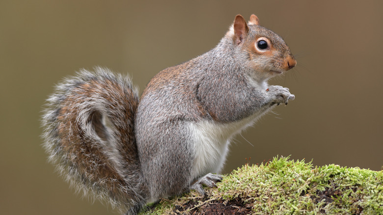 A grey squirrel