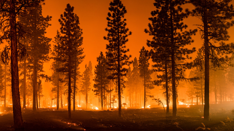 wildfire burns in forest