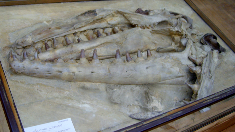 Museum display of Mosasaurus hoffmannii jaw fragments