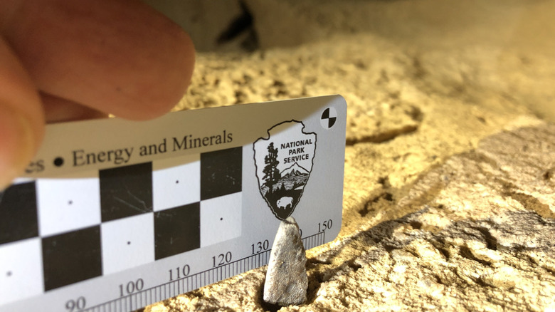 Ruler held against shark tooth in Mammoth Cave wall